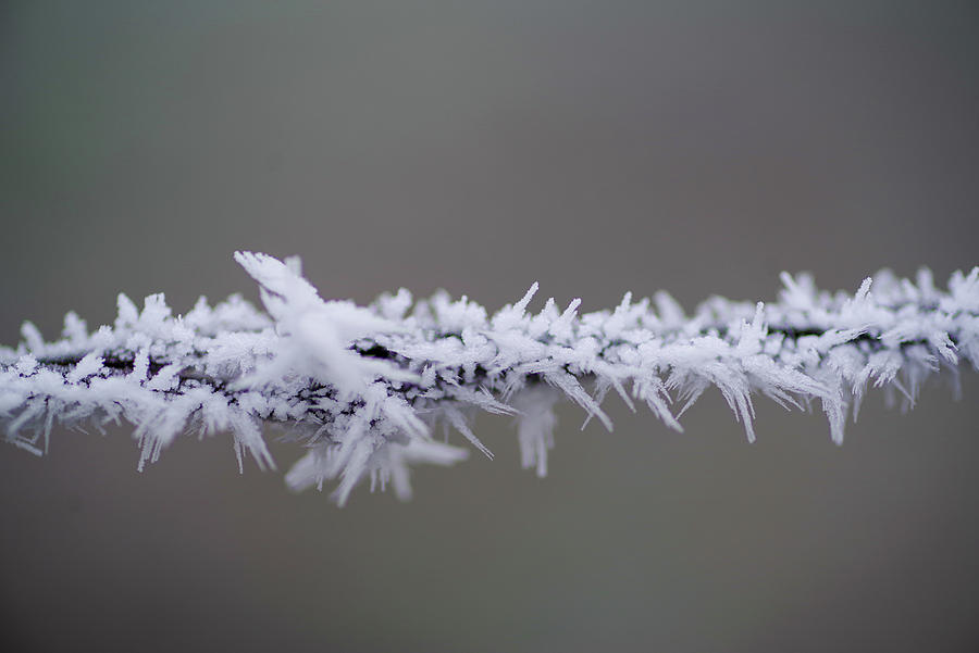 Hoar Frost Photograph