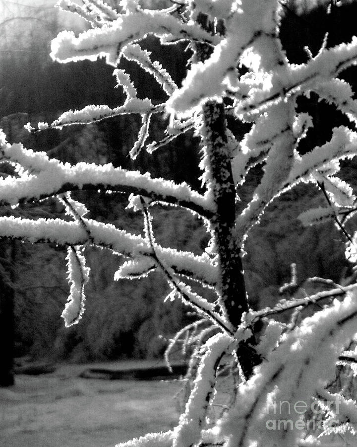 Hoar Frost on Tree Photograph by Kimberly Blom-Roemer