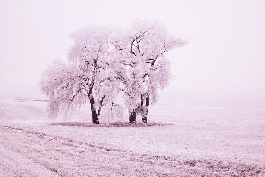 Hoar frost on trees Photograph by Jeff Swan