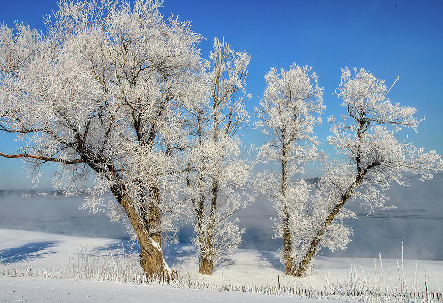 Hoar Frost on Trees Photograph by Rob Huntley