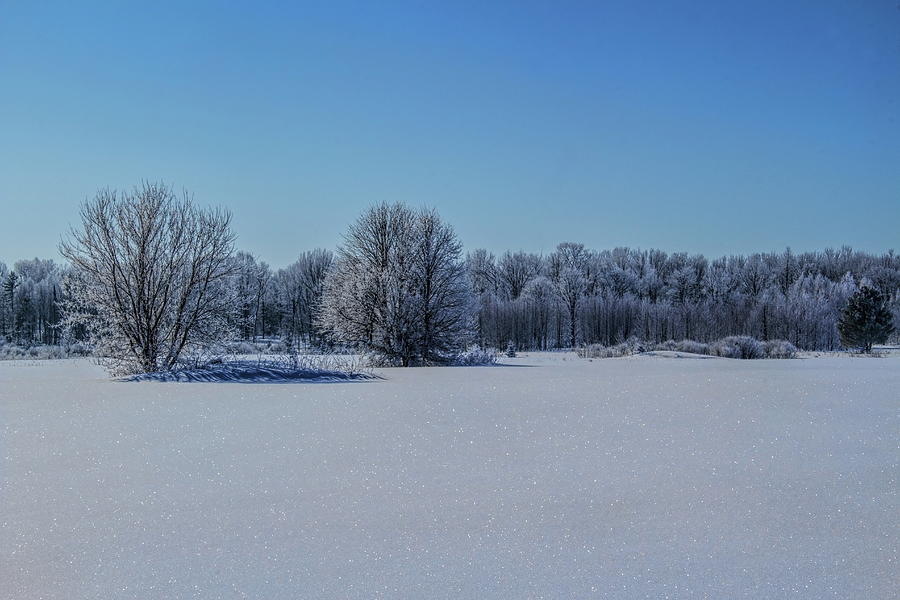 Hoar Frosted Wood Lot Photograph by Dale Kauzlaric