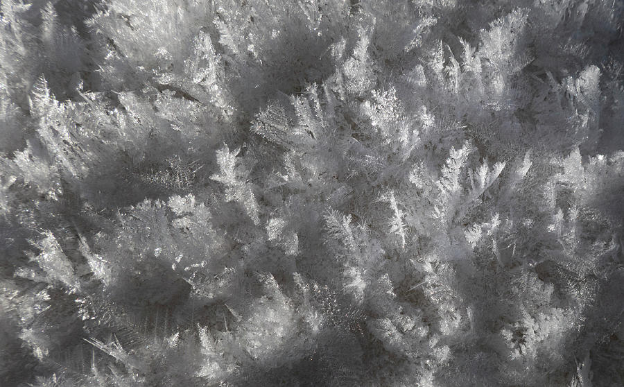 Hoarfrost Photograph - Hoarfrost Abstract by Karen Rispin