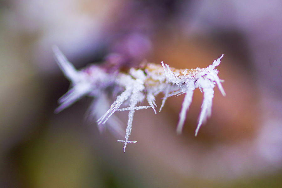 Hoarfrost Close Up Photograph