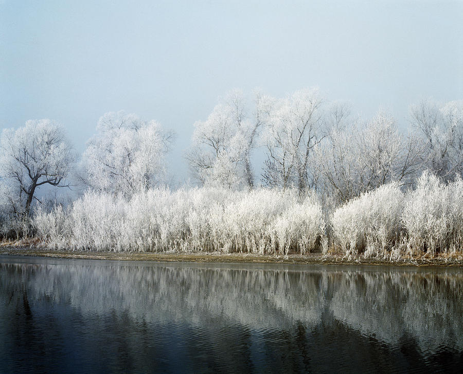 Hoarfrost-covered trees along Mississippi River, Upper Mississippi National Wildlife Refuge, Wiscons Photograph by Panoramic Images