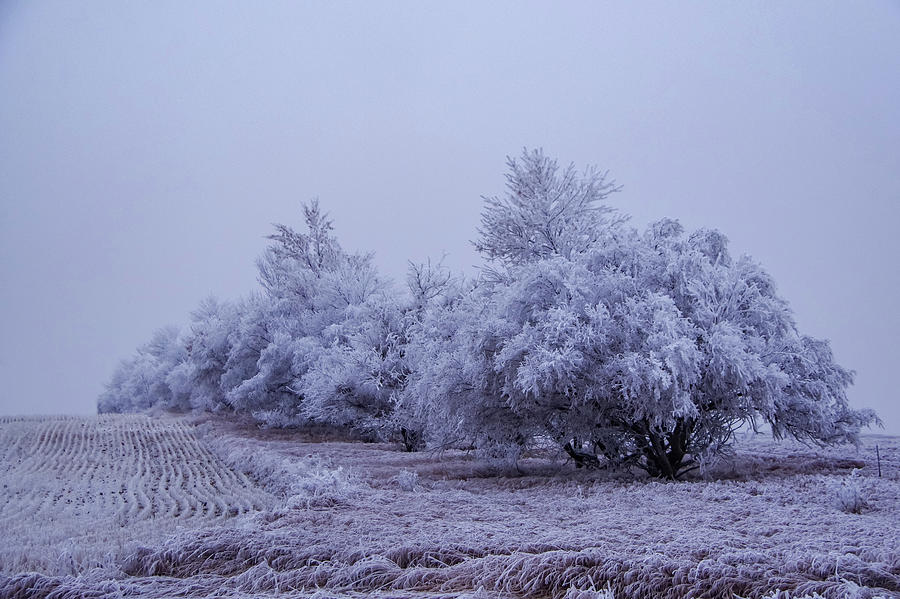 Hoarfrost In Trees Photograph