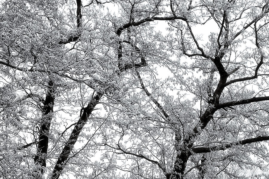 Hoarfrost on Branches Photograph by Maria Meester