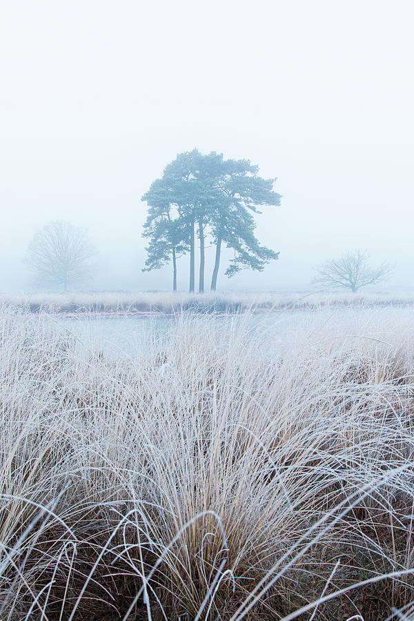 Hoarfrost pine tree in the fog Photograph by Patrick Van Os