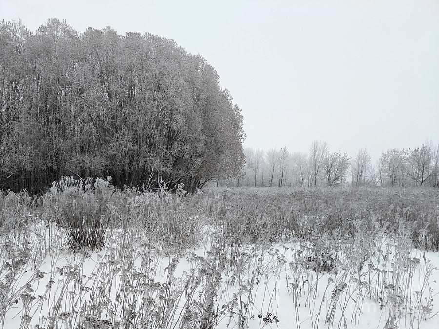 Hoarfrost winter day Photograph by Lisa Mutch