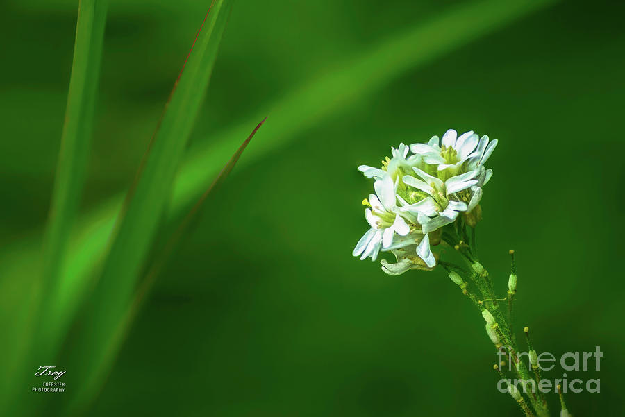 Nature Photograph - Hoary alyssum by Trey Foerster