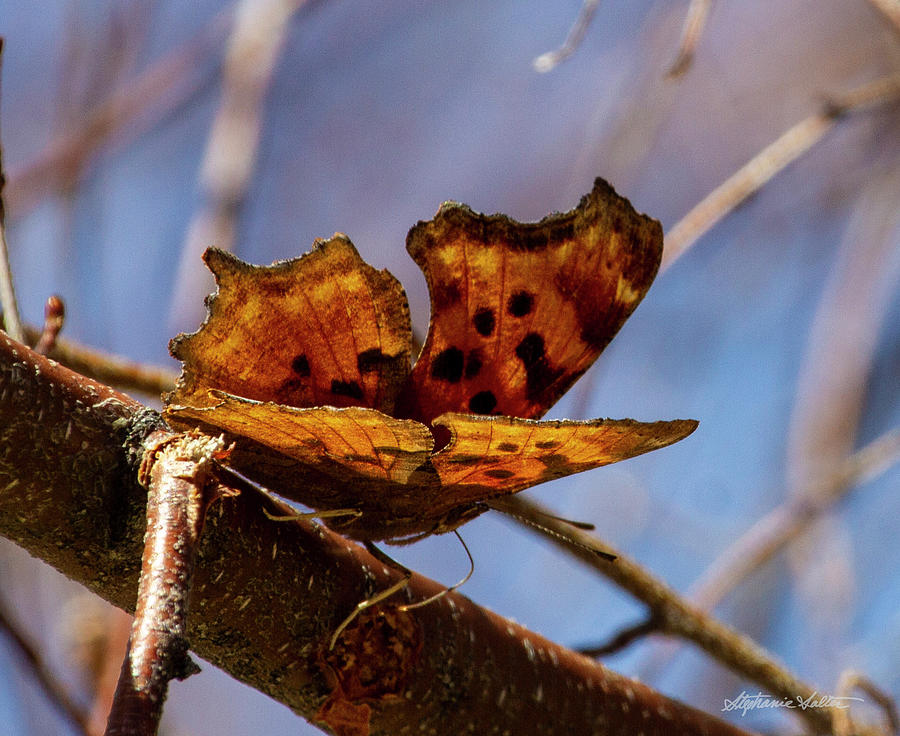 Hoary Comma Butterfly Photograph by Stephanie Salter - Fine Art America