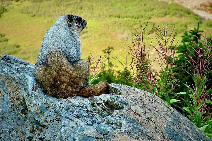 Hoary Marmot by Highline Trail, Glacier National Park, Montan Photograph by Ruth Hager