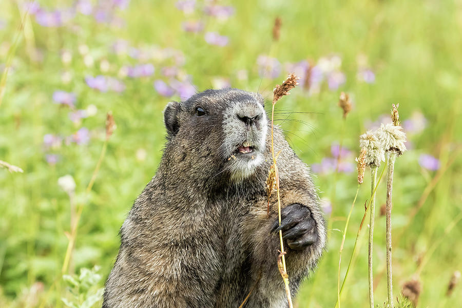 Hoary Marmot Choosing Its Meal Photograph by Belinda Greb