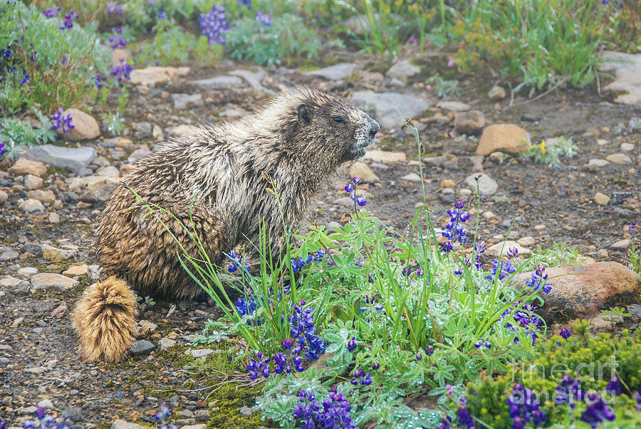 Hoary Marmot in Morning Dew at Mount Rainier National Park Photograph by Nancy Gleason