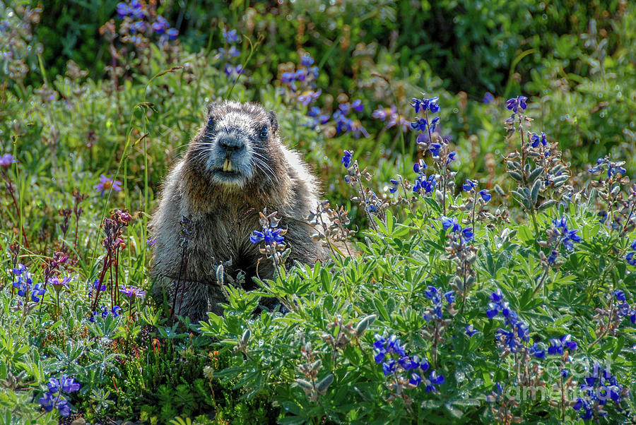 Hoary Marmot in Subalpine Lupine #1 Photograph by Nancy Gleason