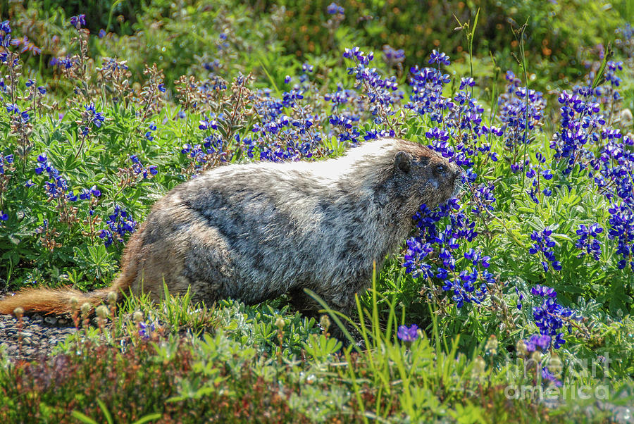 Hoary Marmot in Subalpine Lupine #2 Photograph by Nancy Gleason