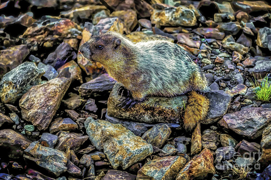 Hoary Marmot Photograph by Jon Burch Photography