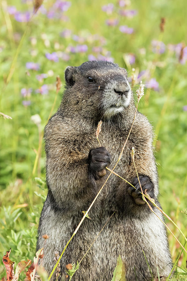 Hoary Marmot Pulling a Stalk Photograph by Belinda Greb