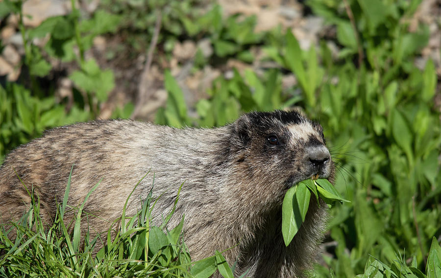 Hoary Marmot says yummy food to eat Photograph by Carolyn Hall