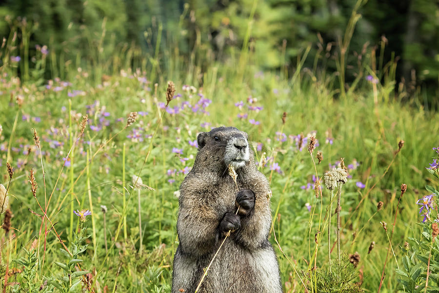 Hoary Marmots Dinner Among the Flowers Photograph by Belinda Greb