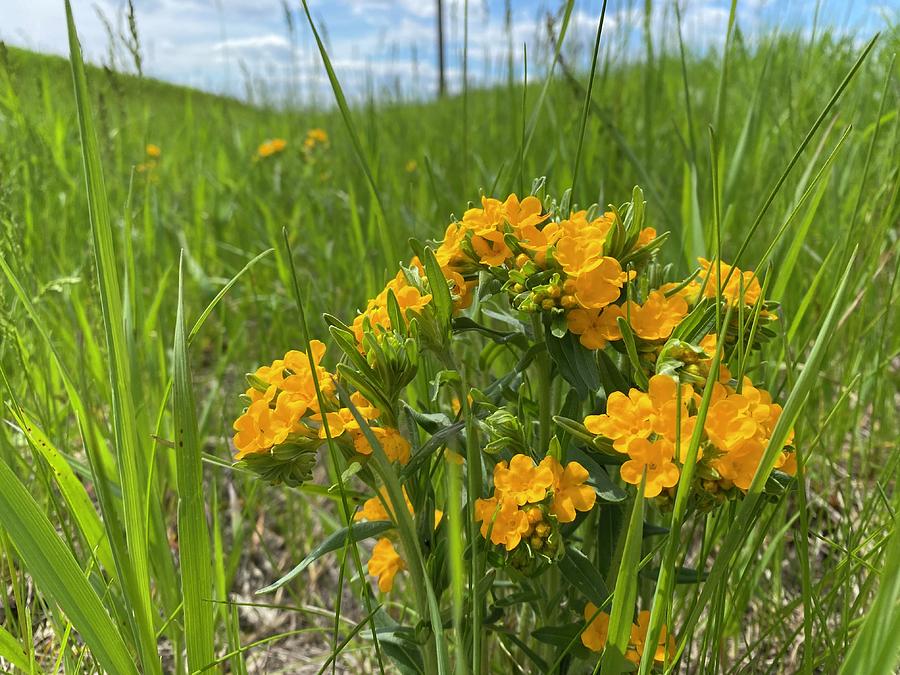 Hoary Puccoon Photograph by Alex Blondeau