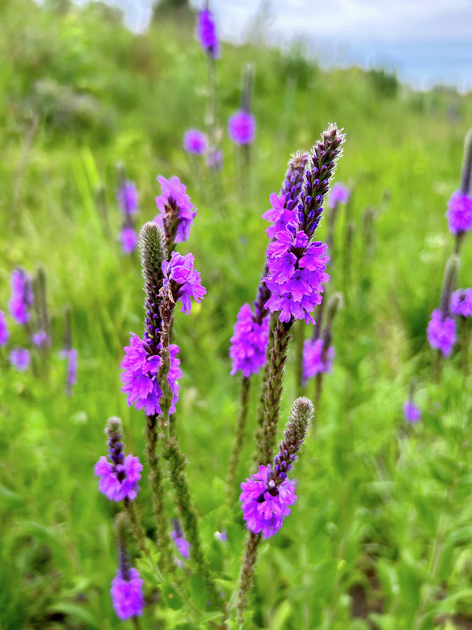 Hoary vervain Photograph by Alex Blondeau