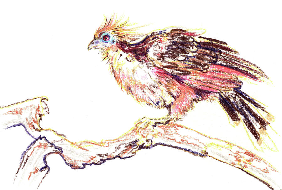 Hoatzin Bird For Zooly Weekly Challenge Drawing By Katherine Nutt