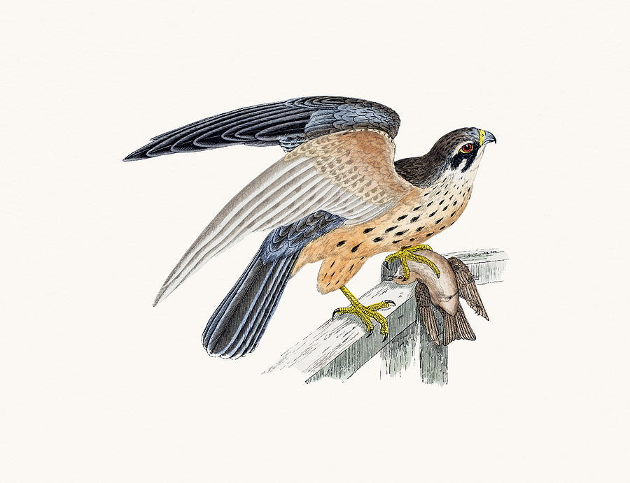 Hobby small falcon bird of prey Drawing by Mashuk
