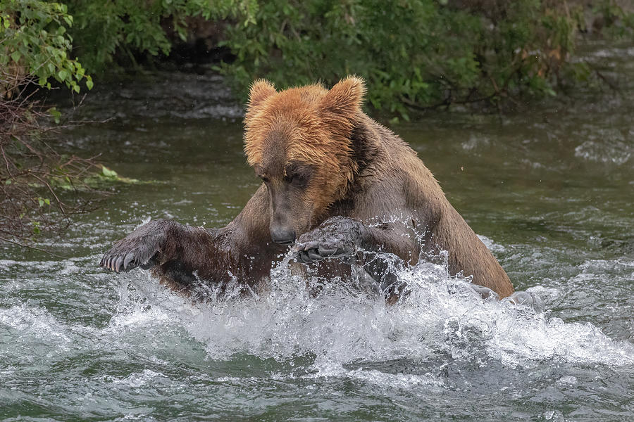 Hocus Pocus Photograph by Randy Robbins | Fine Art America