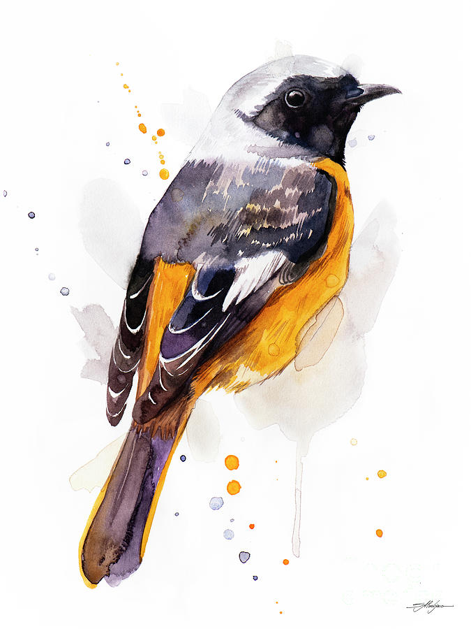 Hodgson's Redstart Painting By Slavi Aladjova - Fine Art America