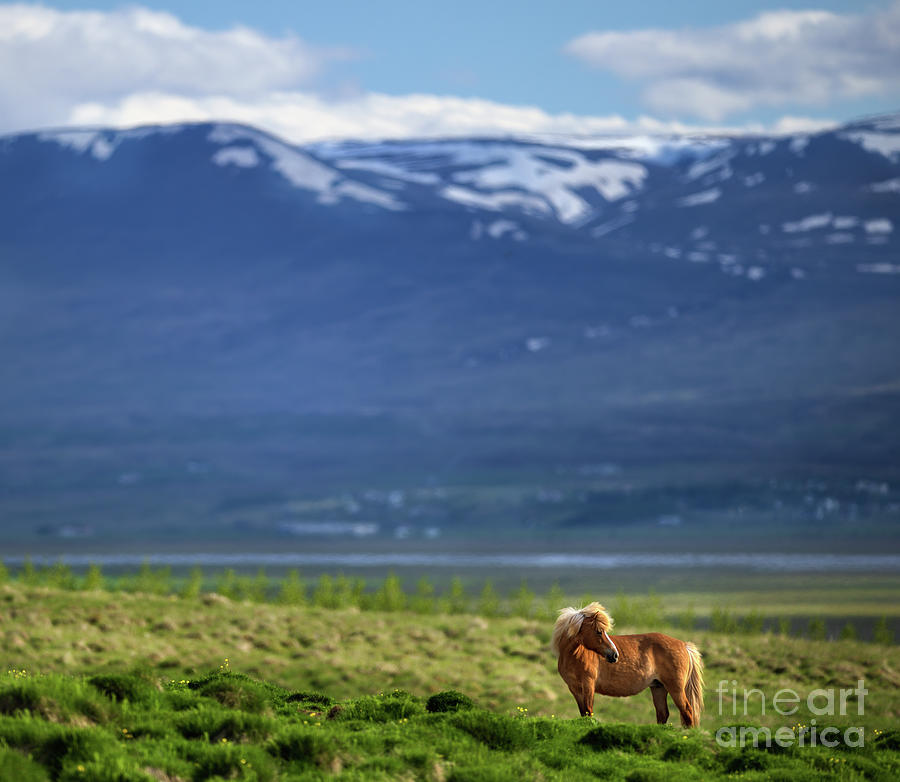 Hofsstadir Ranch Horse Photograph by Doug Sturgess