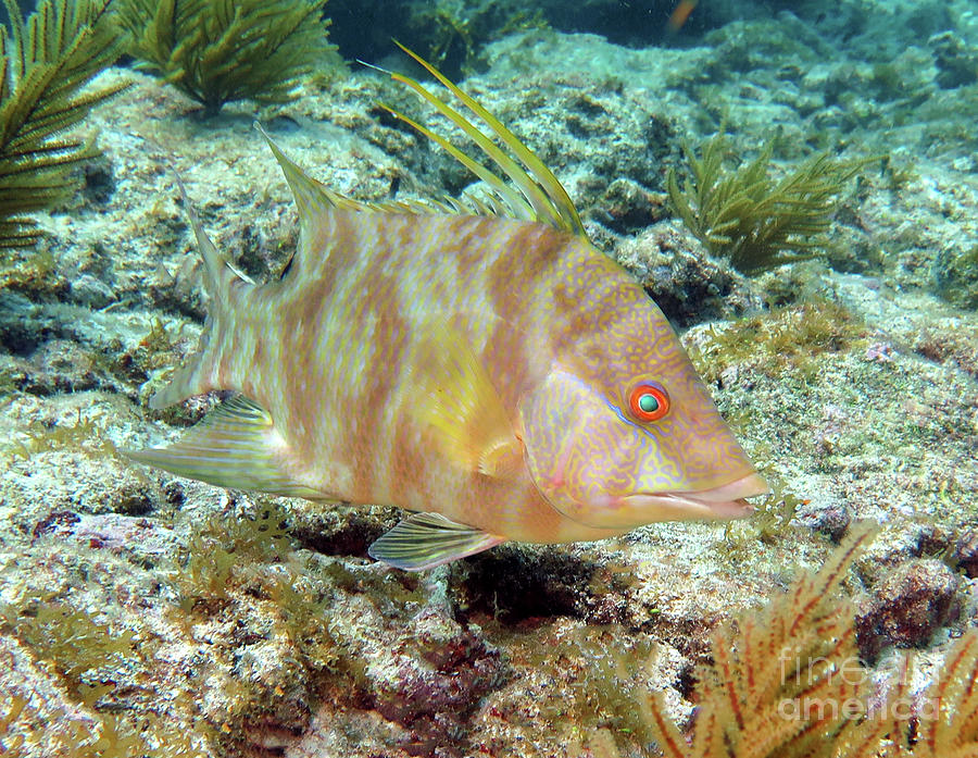 Hogfish 17 Photograph by Daryl Duda - Fine Art America