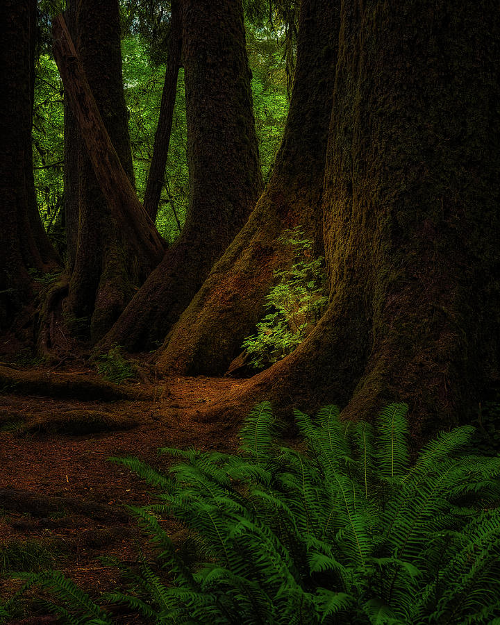 Tree Photograph - HOH Rain Forest 3 by Thomas Hall