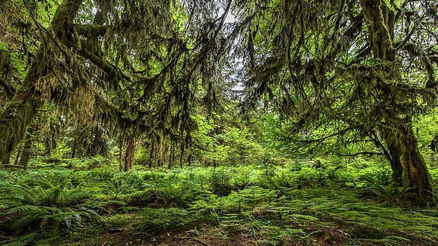 Hoh Rain Forest Photograph by Travel Quest Photography