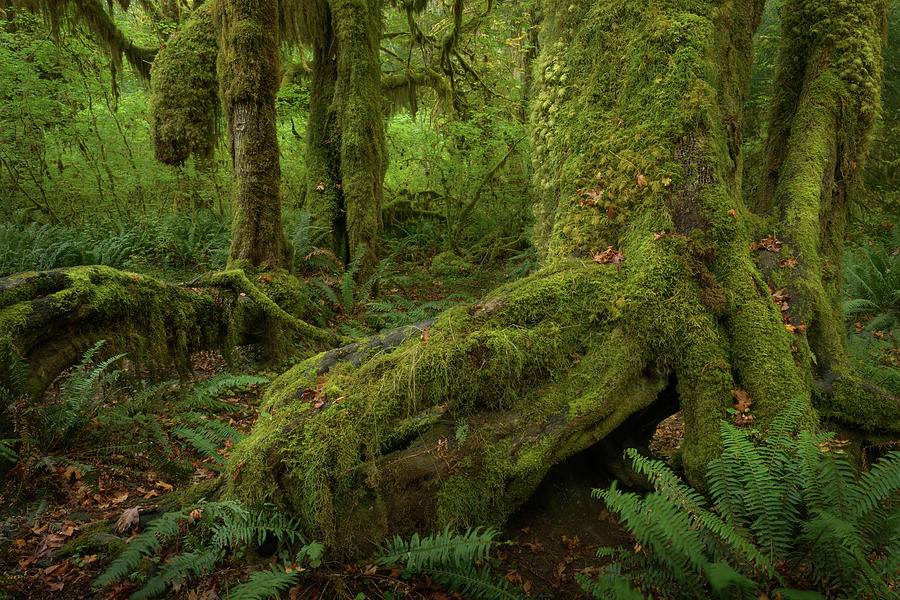 Hoh Rainforest #15 Photograph by Alexander Kunz