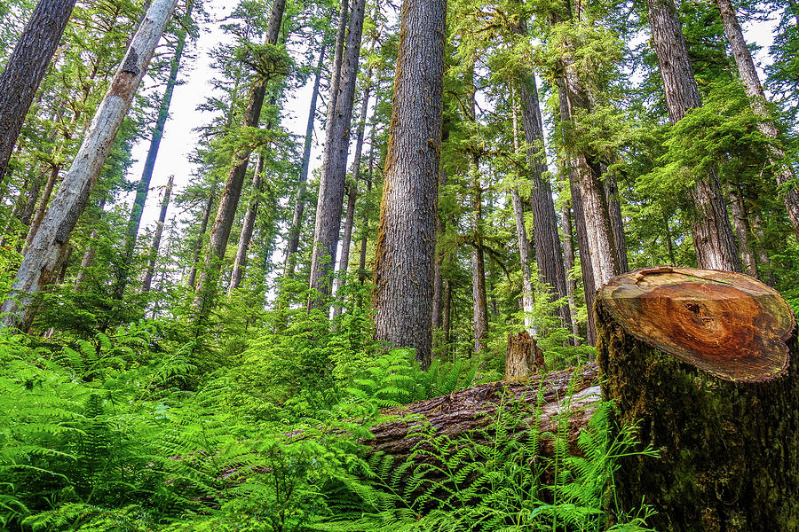 Olympic National Park Photograph - Hoh Rainforest Floor by Dan Sproul