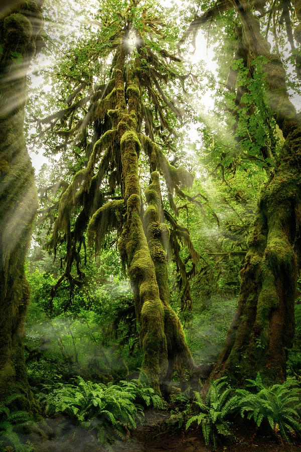 Hoh Rainforest Tree Photograph by Amanda Jones