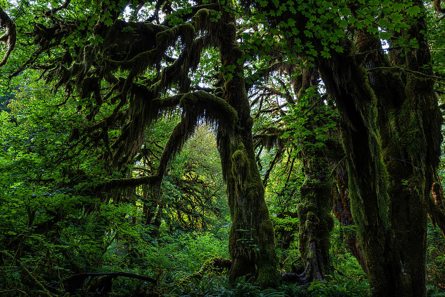 Hoh Rainforest Trees Photograph by Scott Cunningham