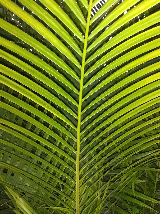 Hoja palmera Photograph by Patricia Gonzales Dupuy | Fine Art America