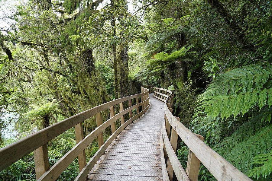 Hokitika Gorge Walkway - New Zealand Photograph by Tom Napper