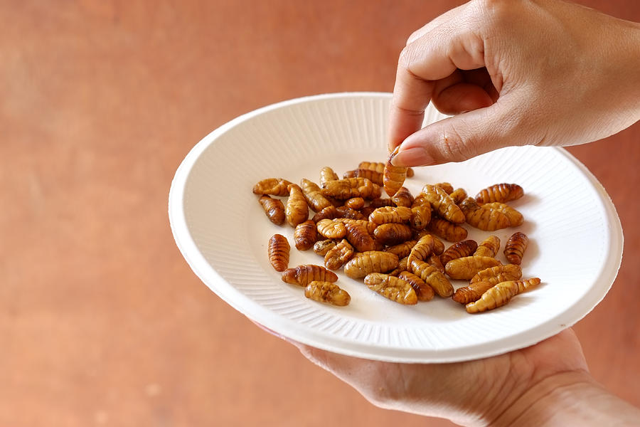 Hold and pick silkworm from paper plate Photograph by Krit of Studio OMG