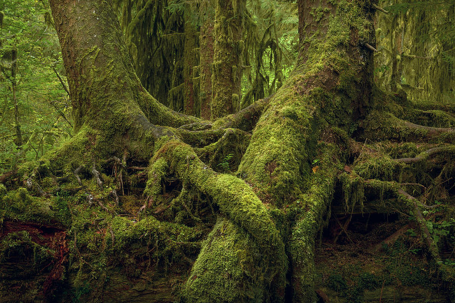 Hold Me - Hoh Rainforest #12 Photograph by Alexander Kunz