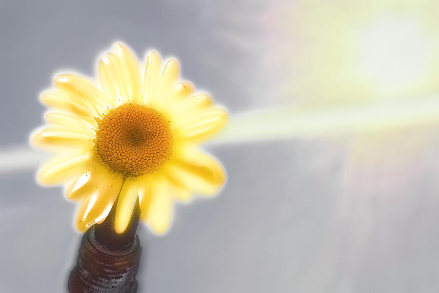 Daisy Photograph - Hold Me Up To The Light by Jim Love