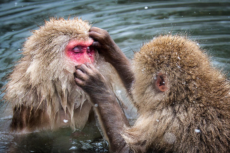 Wildlife Photograph - Hold Still - Japanese Snow Monkeys by Stuart Litoff