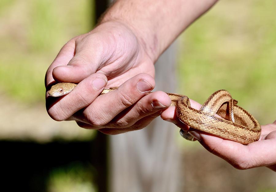 Holding A Rat Snake Photograph by Warren Thompson