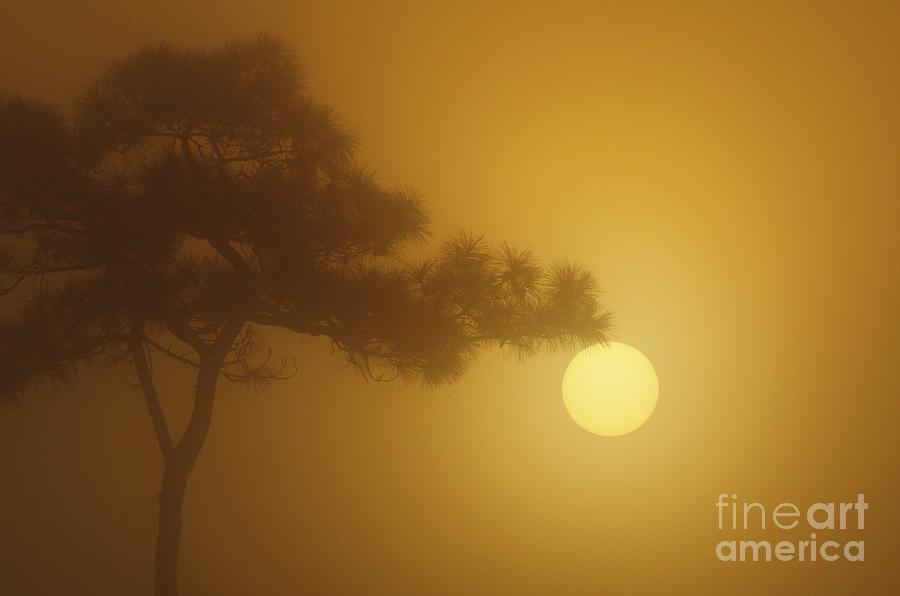 Holding Back the Sun Photograph by Tom Claud