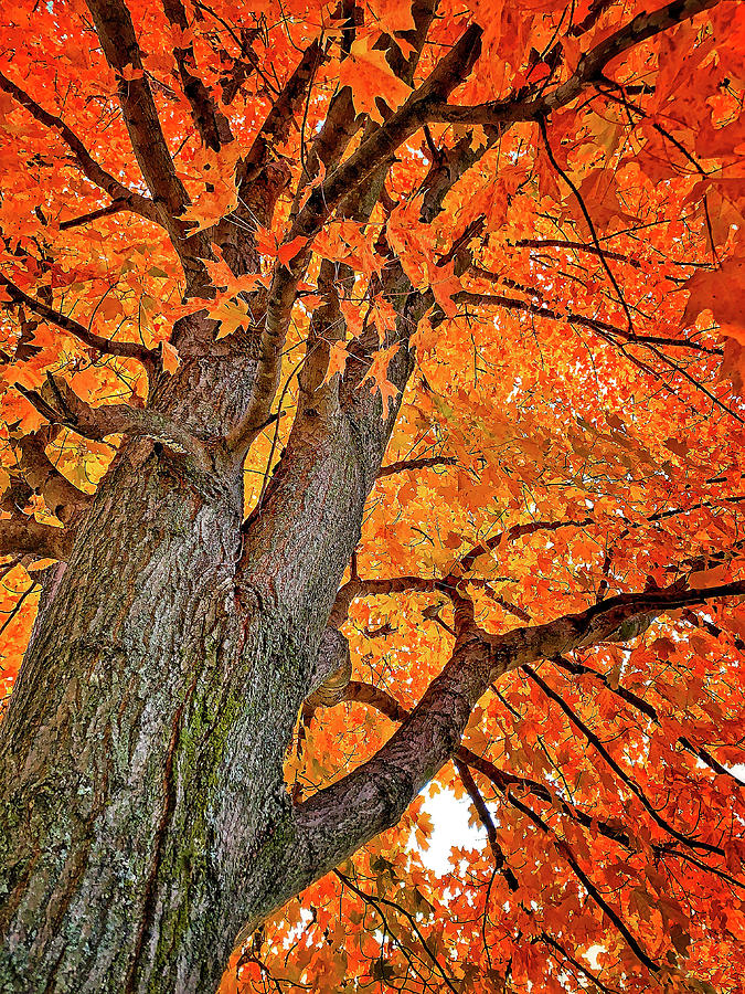 Maple Tree Photograph - Hole in the Sky by Jill Love