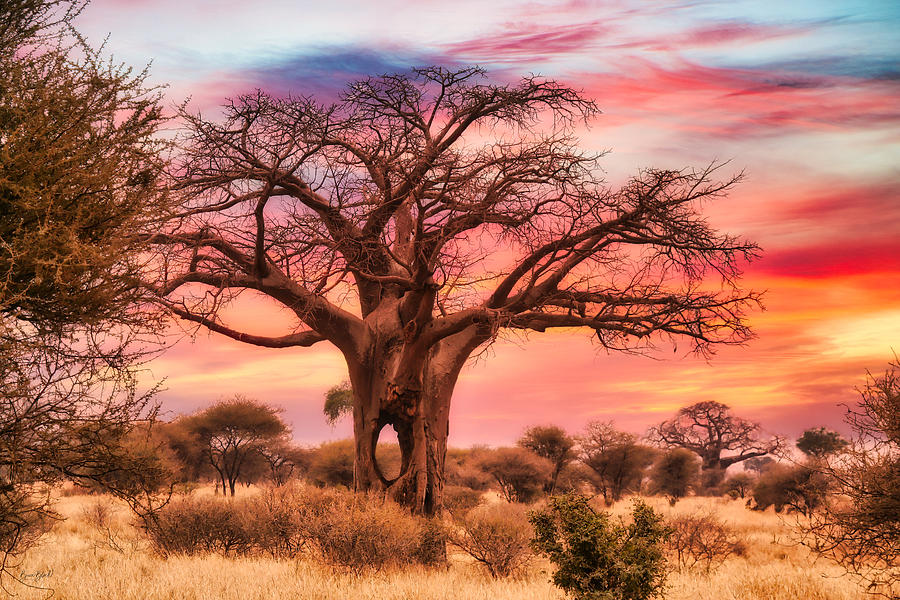 Holey Baobab Tree Photograph by Bruce Block