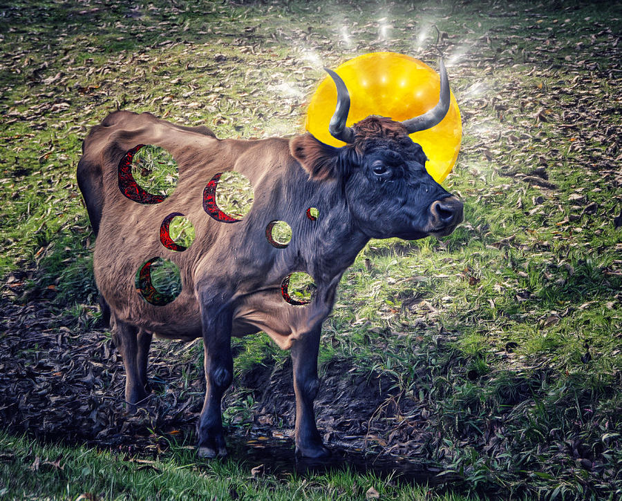 Holey Cow Photograph