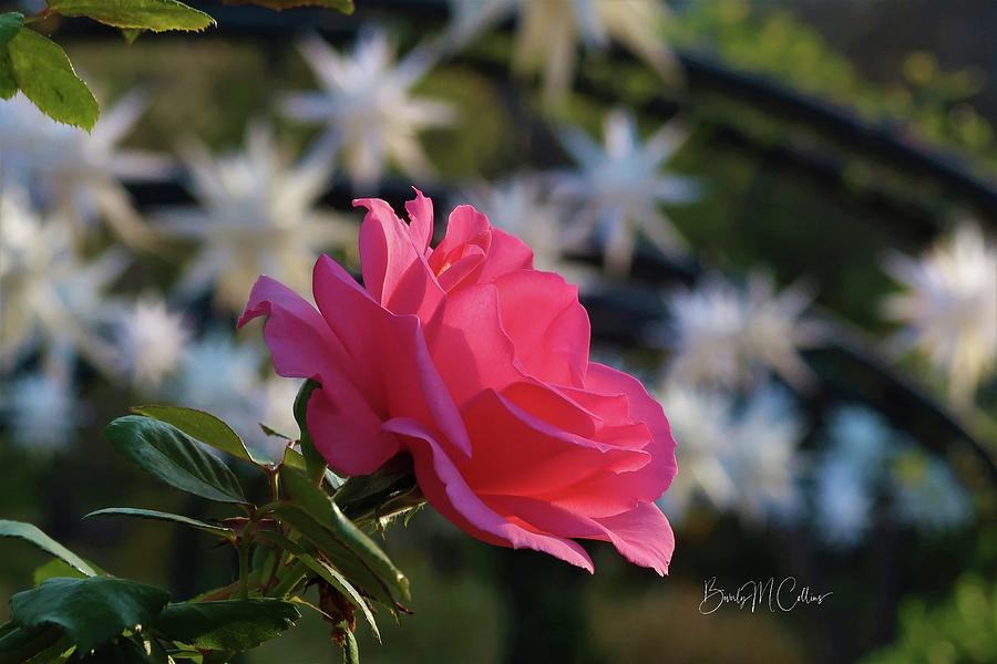 Holiday Bloom Photograph by Beverly M Collins