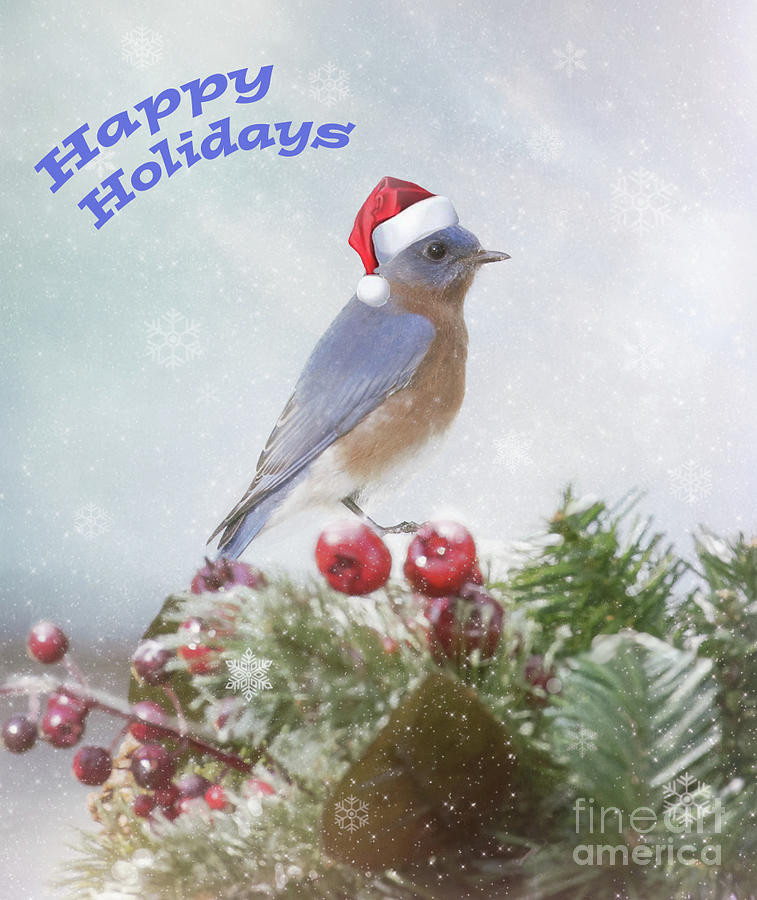 Holiday Bluebird Photograph by Michelle Tinger